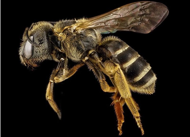 ترکیبات شیمیایی زهر زنبور عسل- آپامین