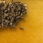 کاربرد ژل رویال برای زنبور عسل