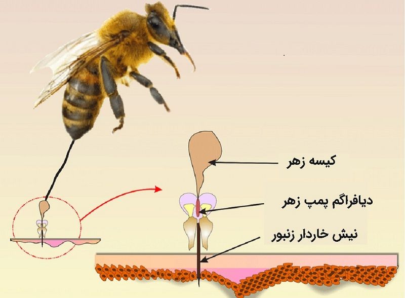 ساختار اسلحه زهردار زنبور عسل