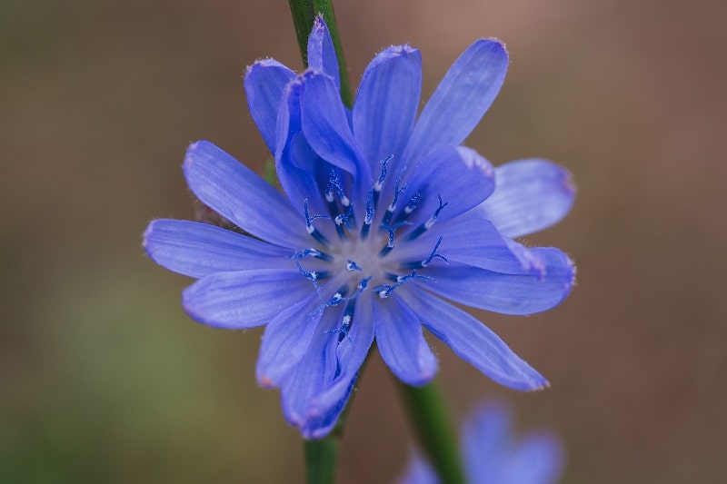 زمان ظاهر شدن گل های زیبا و آبی رنگ کاسنی