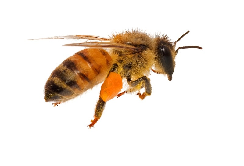 زنبورعسل اروپایی یا زنبور عسل معمولی (Apis mellifera)