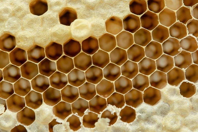 زهر زنبور عسل
