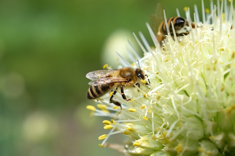 آیا عسل از سرطان جلوگیری میکند؟