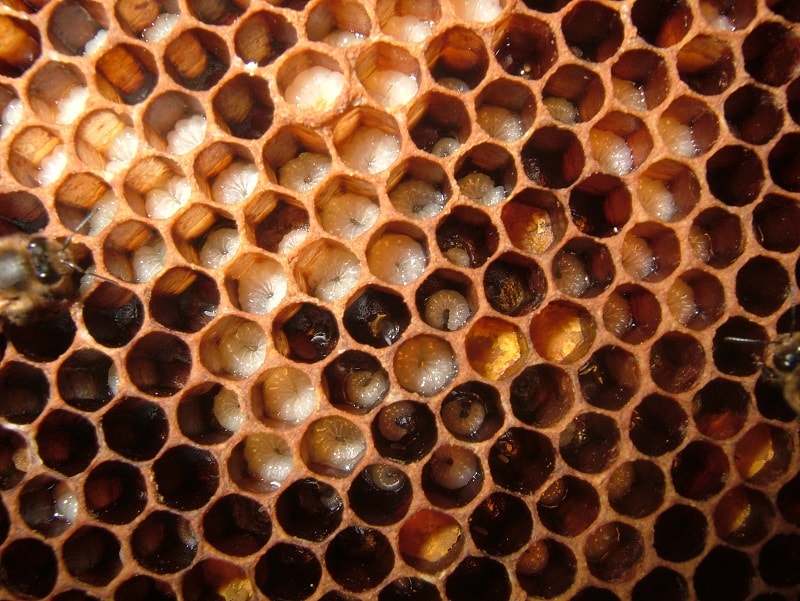  سلول های زنبور عسل