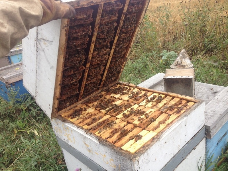 مستقر کردن زنبور پاکتی در کندو