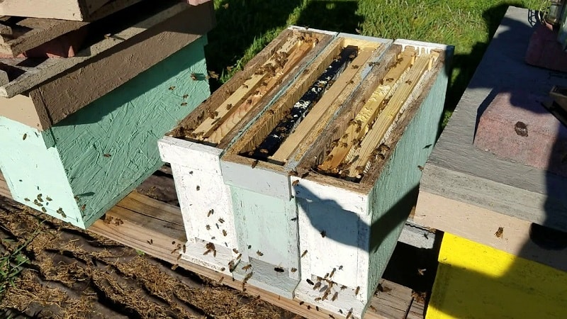 پرکردن قفسهای زنبور پاکتی