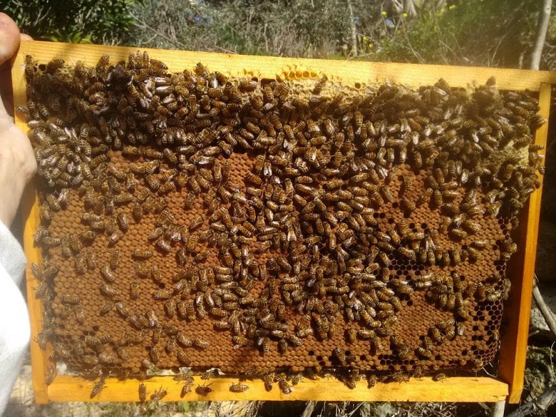 تبدیل شهد به عسل