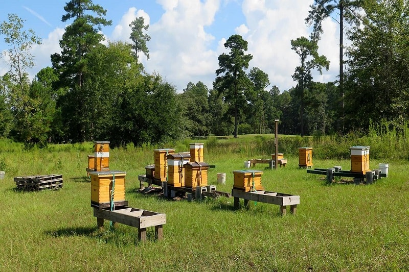 ۸- اهمیت رعایت فاصله زنبورستان ها از هم