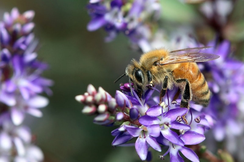 ۲۴- سایر موارد قابل توجه در خصوص مکان زنبورستان