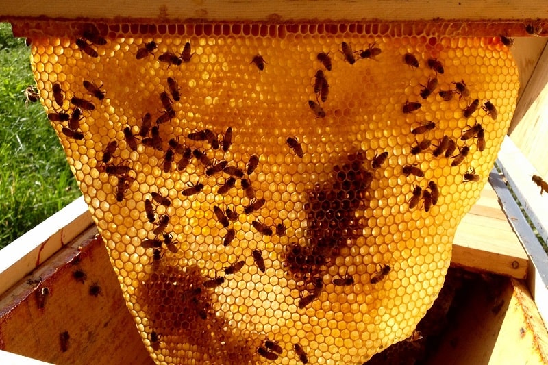 ب) سلول های طبیعی ملکه تحت کنترل زنبوردار