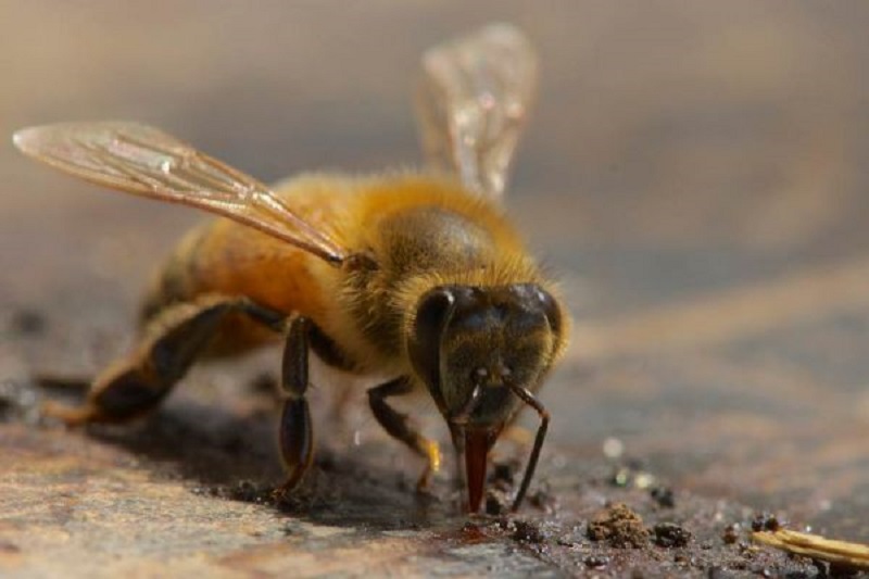 شناخت زنبور عسل