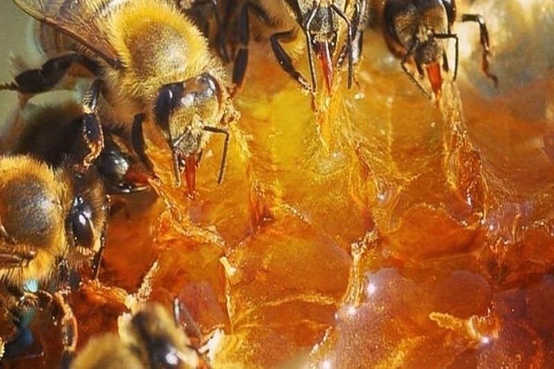 کیفیت مطلوب عسل
