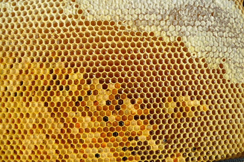 یک مطلب مهم در خصوص تولید بچه زنبور مصنوعی