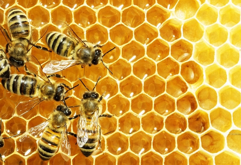 مهم ترین نکات در پرورش زنبورعسل