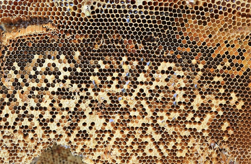 فعالیت های زنبور عسل در داخل کندو