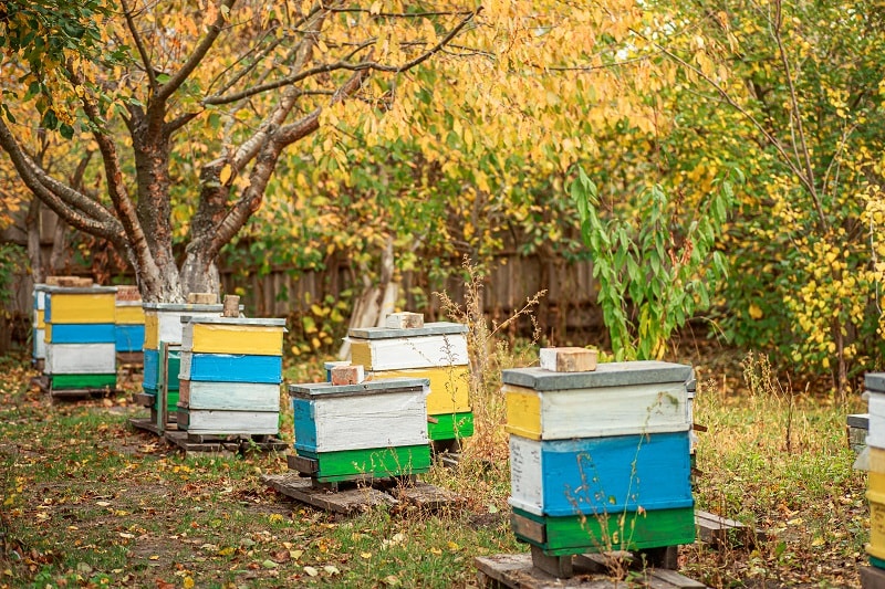 پرورش زنبور عسل در ایران و زنبورداری سنتی