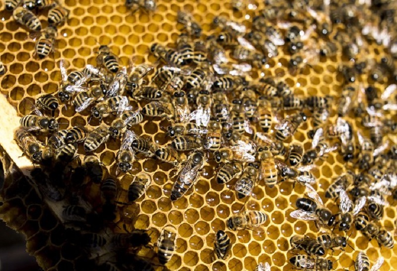 تولید عسل های مختلف به روش تغذیه دستی