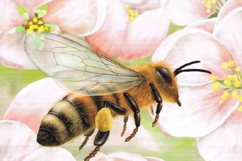 زنبورهای نر