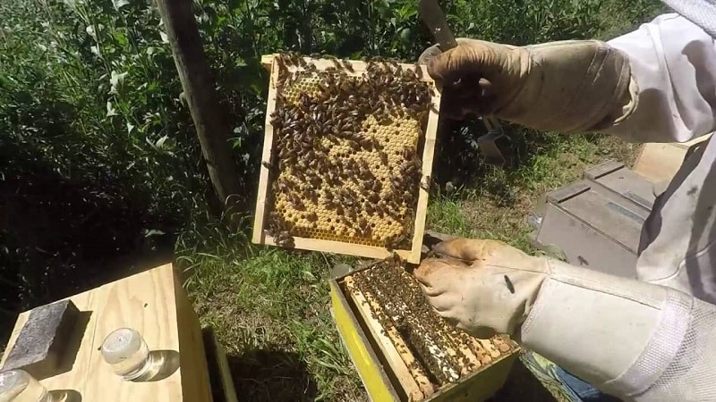 روش مدیریت دو ملکه ای کندوهای زنبور عسل