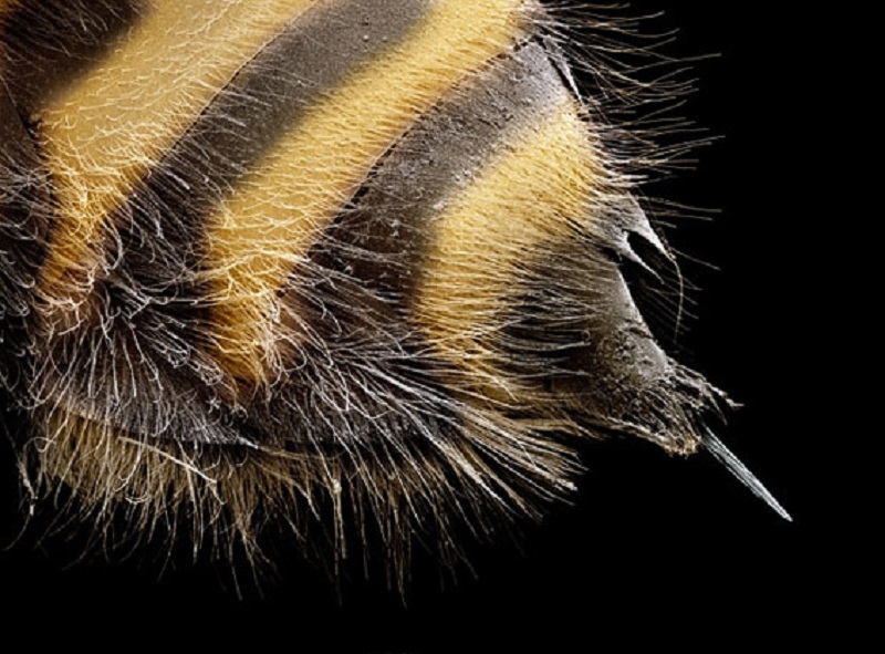 دستگاه نیش و خصوصیات فیزیکی زهر زنبور: 