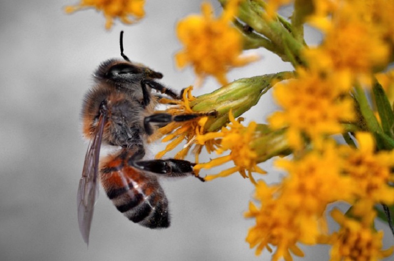تغذیه زنبورها با گرده مصنوعی