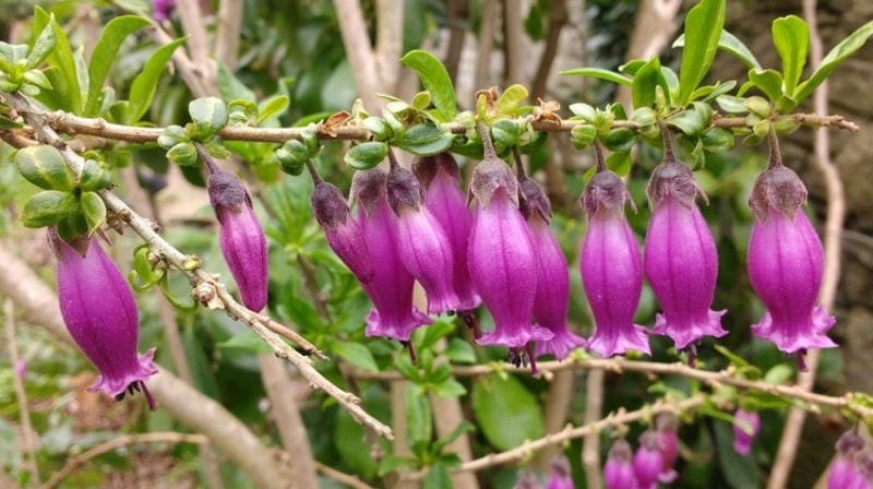 Latua pubiflora گیاهی است بوته مانند