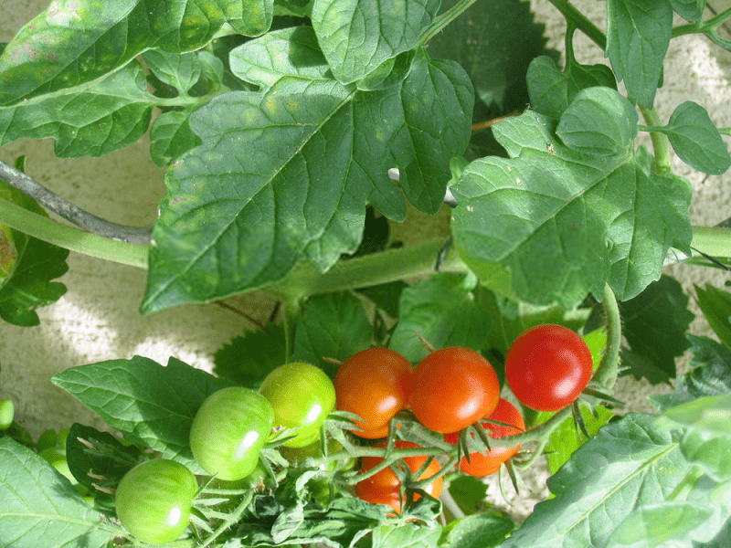 کاربرد های برگ گوجه فرنگی