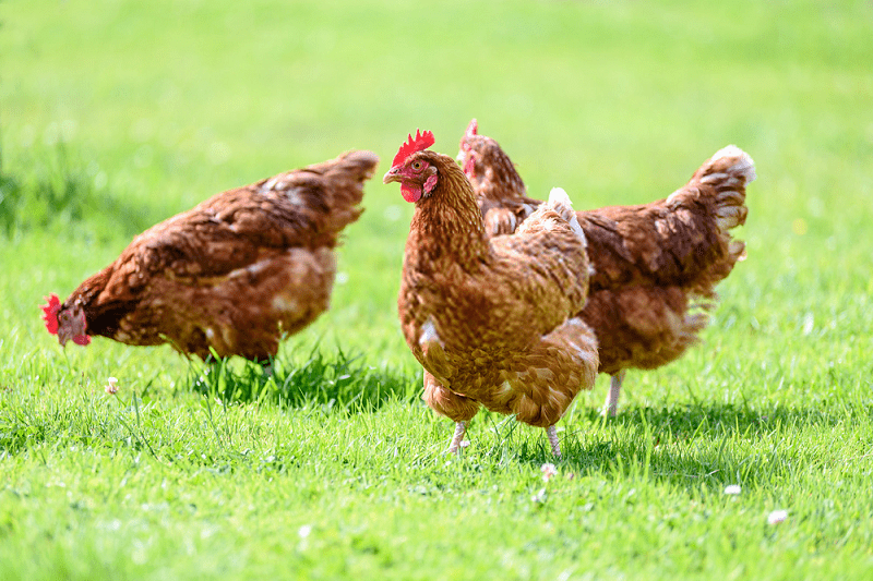 تولید گوشت مرغ ارگانیک