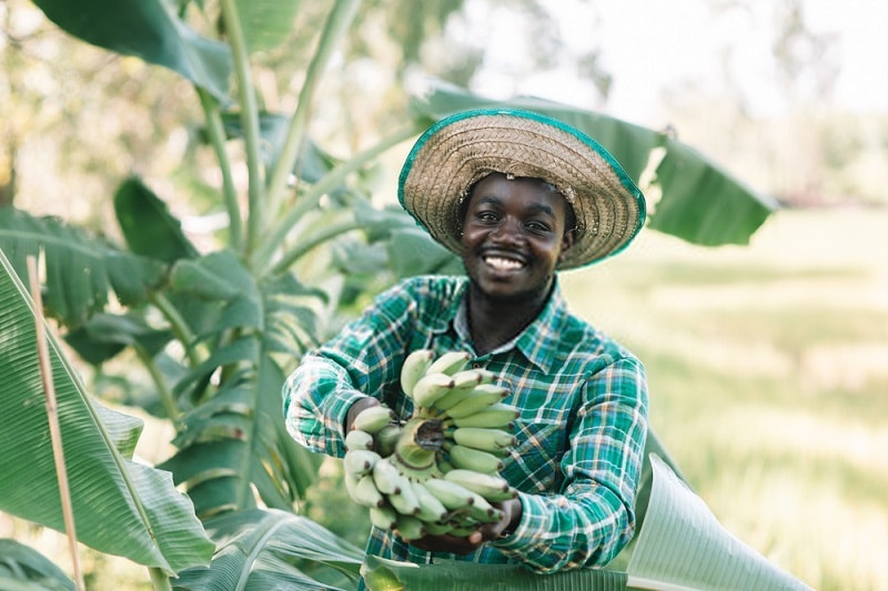 کشاورزی ارگانیک در جهان-آفریقا