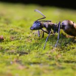 مورچه کش ارگانیک