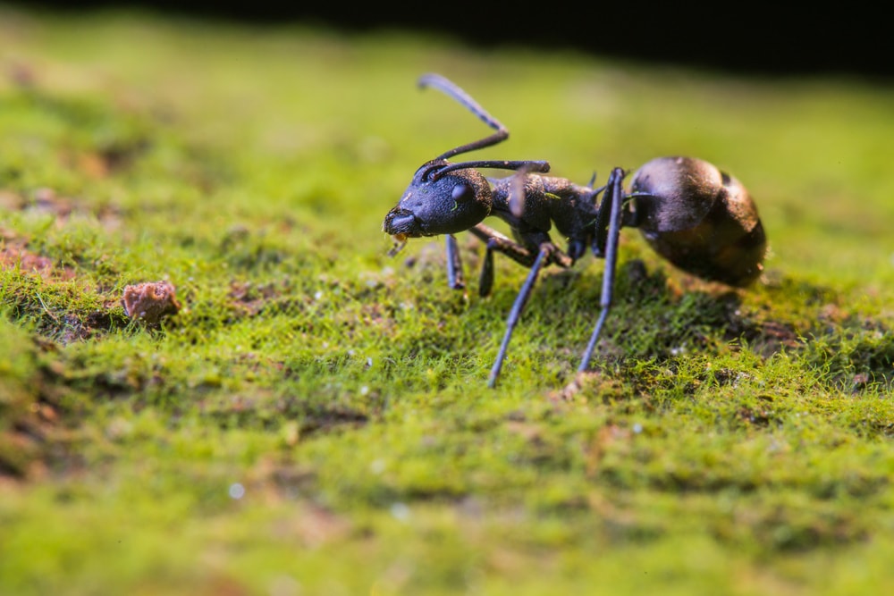 مورچه کش ارگانیک
