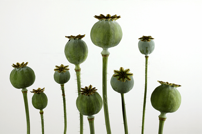 نارسئین (Narce ine) موجود در گیاه خشخاش