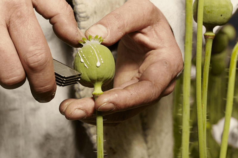 درمان قولنج پروده و معده با خشخاش