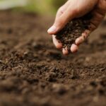 اهمیت خاک و خاکورزی در زراعت ارگانیک