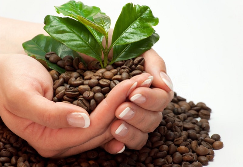 پرورش و پراکندگی گیاه قهوه