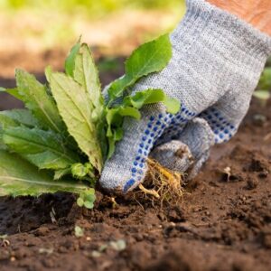 کنترل علف های هرز در زراعت ارگانیک