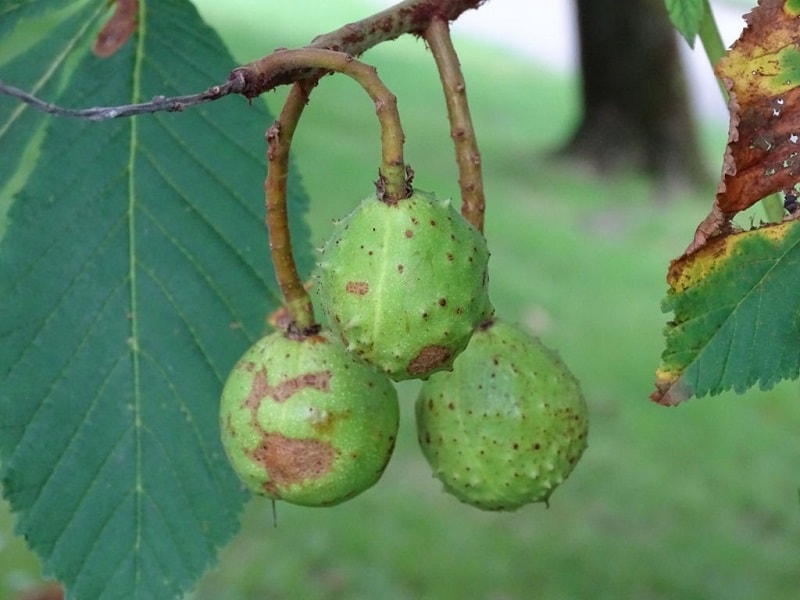 میوه درخت شاه بلوط هندی