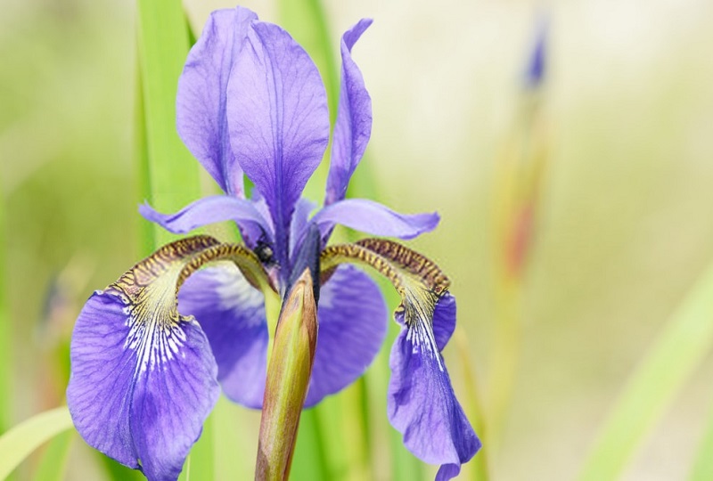 Iris versicolor - گونه ای از زنبق