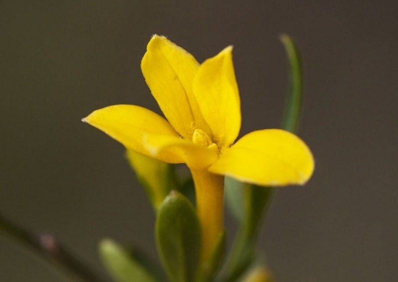 Jasminum fruticans - گونه ای یاسمن چمپا که یاسمن زرد نامیده می شود