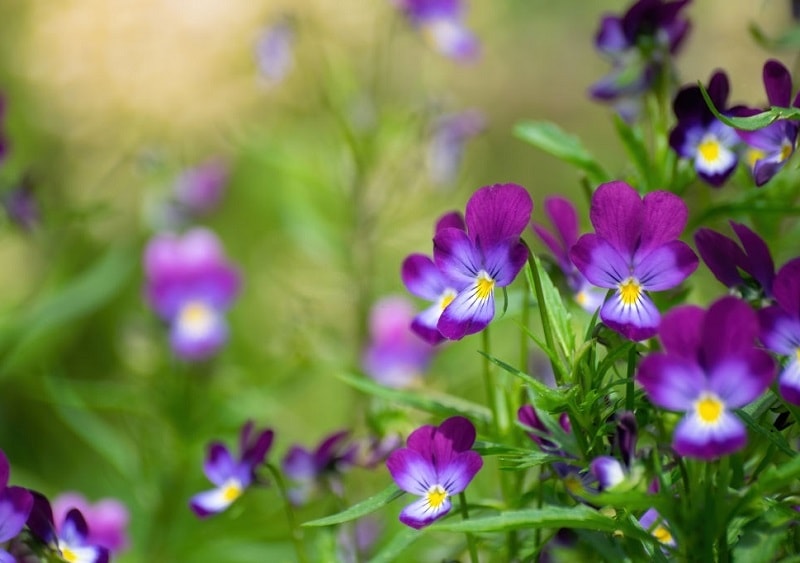 پرورش گیاهان دارویی مانند Viola tricolor از تیره بنفشه در قسمت های نسبتا خشک و کم آب زمین های زراعتی