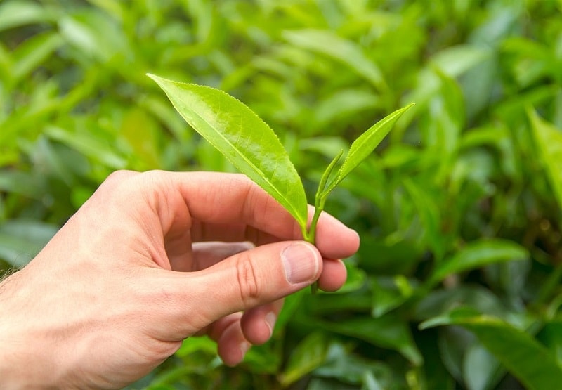 ترکیبات شیمیایی درخت چای