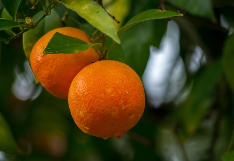 نحوه کاشت و تکثیر درخت نارنج