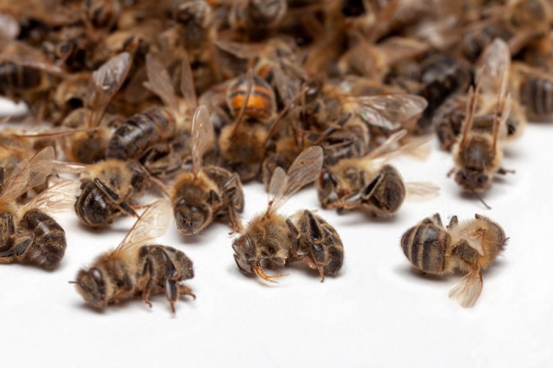 مشکل برآورد میزان خسارت به زنبوردار در مسمومیت زنبورعسل
