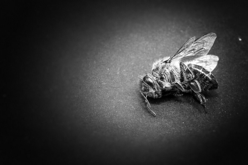 مسمومیت در زنبور عسل