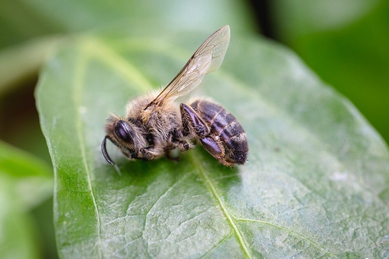 زنبورعسل و مسمومیت آن ها