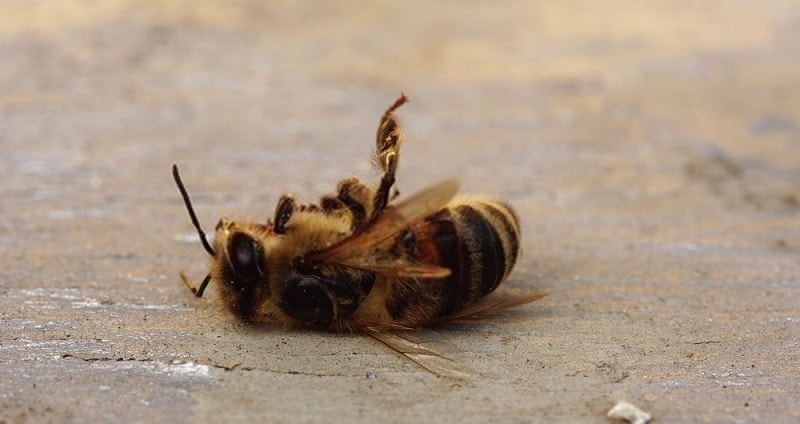علائم مسمومیت در تک تک زنبورعسل ها