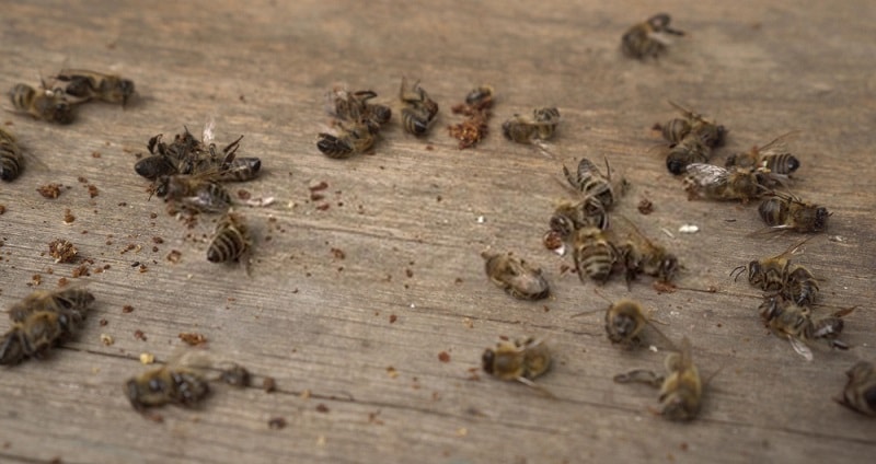 علائم مسمومیت در خوشه زنبورعسل ها
