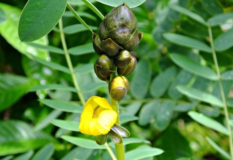 .Cassia L از انواع دارویی  گیاهان تیره فرعی گل ارغوان