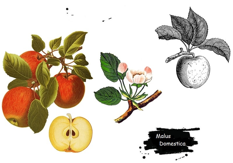 ترکیبات شیمیایی درخت سیب