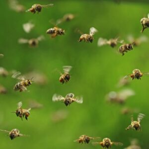 شناسایی باغات توسط زنبور ها